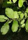 Einzelbild 6 Ohr-Weide - Salix aurita