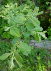 Einzelbild 7 Ohr-Weide - Salix aurita