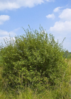 Einzelbild 8 Ohr-Weide - Salix aurita