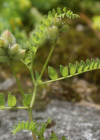 Einzelbild 7 Kichererbsen-Tragant - Astragalus cicer