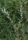 Einzelbild 3 Moor-Weide - Salix repens