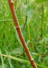 Einzelbild 8 Moor-Weide - Salix repens