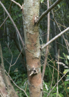 Einzelbild 2 Mandel-Weide - Salix triandra