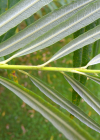Einzelbild 3 Korb-Weide - Salix viminalis