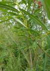 Einzelbild 4 Korb-Weide - Salix viminalis