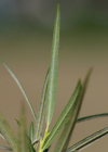 Einzelbild 5 Korb-Weide - Salix viminalis