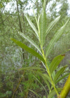 Einzelbild 8 Korb-Weide - Salix viminalis