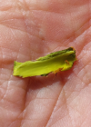 Einzelbild 8 Reif-Weide - Salix daphnoides