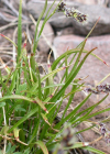 Einzelbild 7 Gewöhnliche Ährige Hainsimse - Luzula spicata subsp. spicata