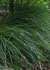 Einzelbild 8 Stachel-Segge - Carex muricata aggr.