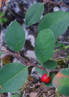 Einzelbild 8 Kahle Steinmispel - Cotoneaster integerrimus