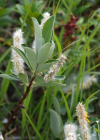 Einzelbild 8 Schweizer Weide - Salix helvetica
