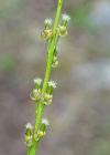 Einzelbild 8 Sumpf-Dreizack - Triglochin palustris