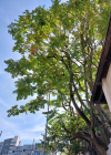 Einzelbild 8 Götterbaum - Ailanthus altissima