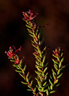 Einzelbild 8 Zwittrige Krähenbeere - Empetrum nigrum subsp. hermaphroditum