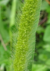 Einzelbild 8 Grüne Borstenhirse - Setaria viridis