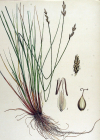 Einzelbild 2 Graue Segge - Carex canescens