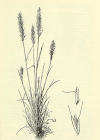 Einzelbild 6 Ähriger Goldhafer - Trisetum spicatum