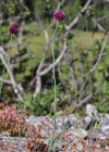 Einzelbild 4 Kugelköpfiger Lauch - Allium sphaerocephalon