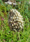 Einzelbild 7 Kugelköpfiger Lauch - Allium sphaerocephalon