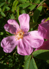 Einzelbild 1 Zimt-Rose - Rosa majalis