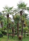 Einzelbild 1 Fortunes Hanfpalme - Trachycarpus fortunei