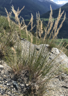 Einzelbild 1 Raugras - Achnatherum calamagrostis