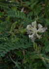 Einzelbild 3 Niederliegender Tragant - Astragalus depressus