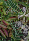 Einzelbild 4 Niederliegender Tragant - Astragalus depressus