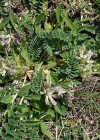 Einzelbild 6 Niederliegender Tragant - Astragalus depressus
