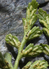 Einzelbild 3 Keilblättriger Streifenfarn - Asplenium cuneifolium