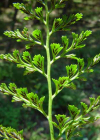 Einzelbild 5 Keilblättriger Streifenfarn - Asplenium cuneifolium