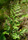 Einzelbild 6 Keilblättriger Streifenfarn - Asplenium cuneifolium