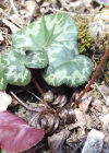 Einzelbild 8 Europäisches Alpenveilchen - Cyclamen purpurascens