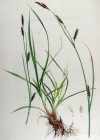 Einzelbild 3 Langgliederige Segge - Carex distans