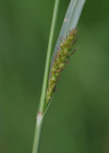 Einzelbild 4 Langgliederige Segge - Carex distans