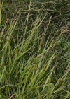 Einzelbild 7 Langgliederige Segge - Carex distans