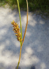 Einzelbild 8 Langgliederige Segge - Carex distans