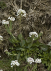 Einzelbild 8 Bläuliches Voralpen-Täschelkraut - Thlaspi caerulescens