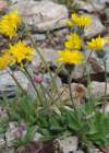 Einzelbild 8 Alpen-Habichtskraut - Hieracium alpinum