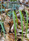 Einzelbild 2 Zierliche Frühlings-Platterbse - Lathyrus vernus subsp. gracilis