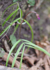 Einzelbild 3 Zierliche Frühlings-Platterbse - Lathyrus vernus subsp. gracilis