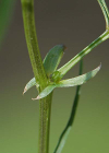 Einzelbild 6 Zierliche Frühlings-Platterbse - Lathyrus vernus subsp. gracilis