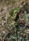 Einzelbild 3 Zartblättriger Spargel - Asparagus tenuifolius