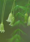 Einzelbild 4 Zartblättriger Spargel - Asparagus tenuifolius