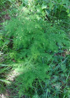 Einzelbild 7 Zartblättriger Spargel - Asparagus tenuifolius