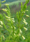 Einzelbild 8 Zartblättriger Spargel - Asparagus tenuifolius
