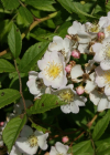 Einzelbild 5 Vielblütige Rose - Rosa multiflora