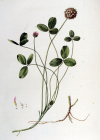 Einzelbild 2 Erdbeer-Klee - Trifolium fragiferum