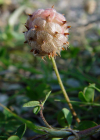 Einzelbild 5 Erdbeer-Klee - Trifolium fragiferum